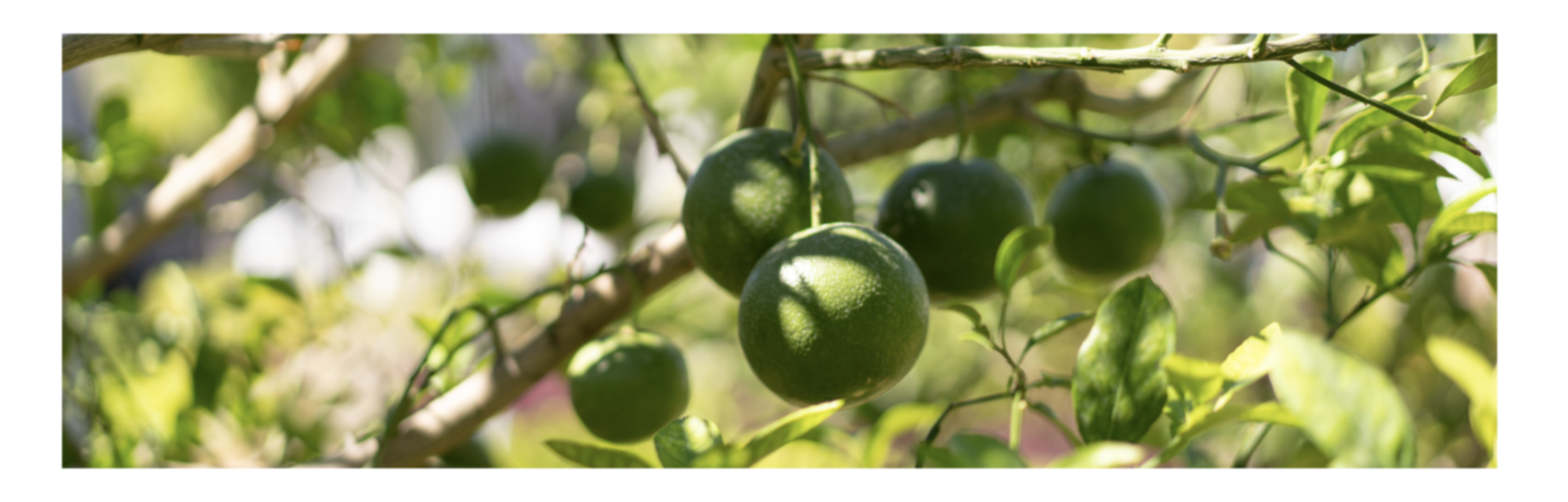 Lemon 55 proyecto destacado